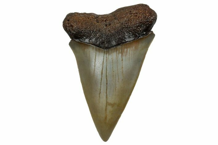 Fossil Broad-Toothed Mako Shark Tooth - North Carolina #257362